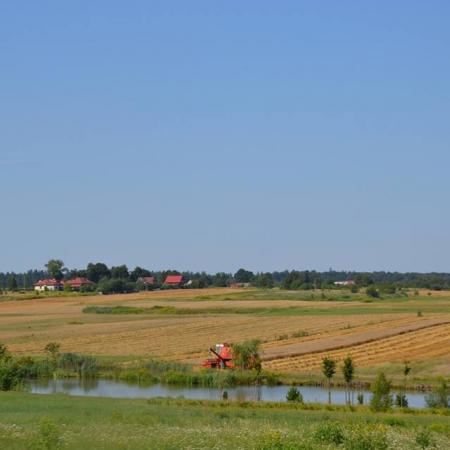 Wyświetl org. rozmiar