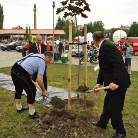 Wyświetl org. rozmiar