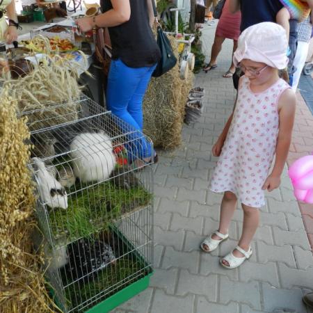 Wyświetl org. rozmiar